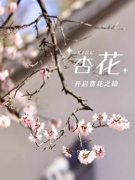 追花指南第六期！杏花雨 楊柳風(fēng) 北京最美的杏花在這里