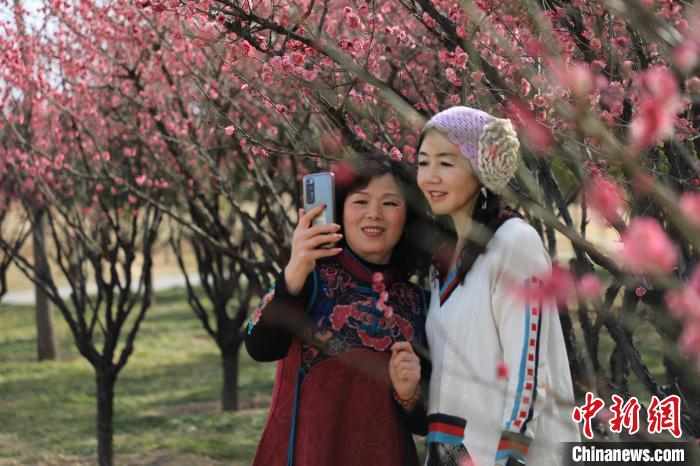 市民在梅花樹下拍照?！∴囆?qiáng) 攝