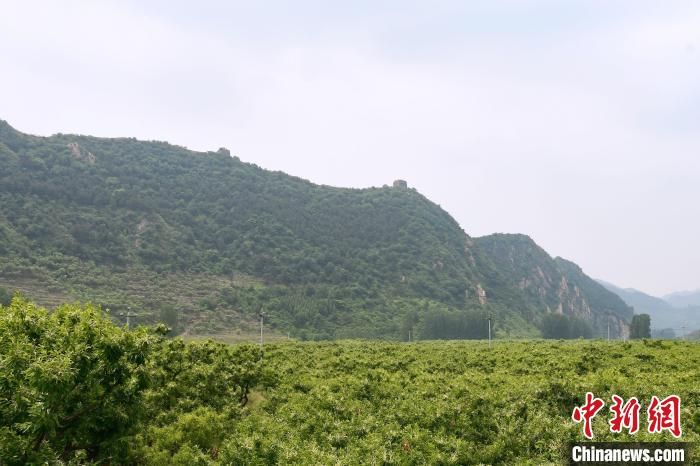 長城腳下萬畝栗花綻放，散發(fā)出淡淡清香。　郝云崎 攝