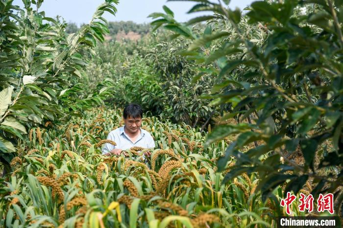 農(nóng)業(yè)專家劉正理正在查看谷子生長情況?！≮w亮 攝