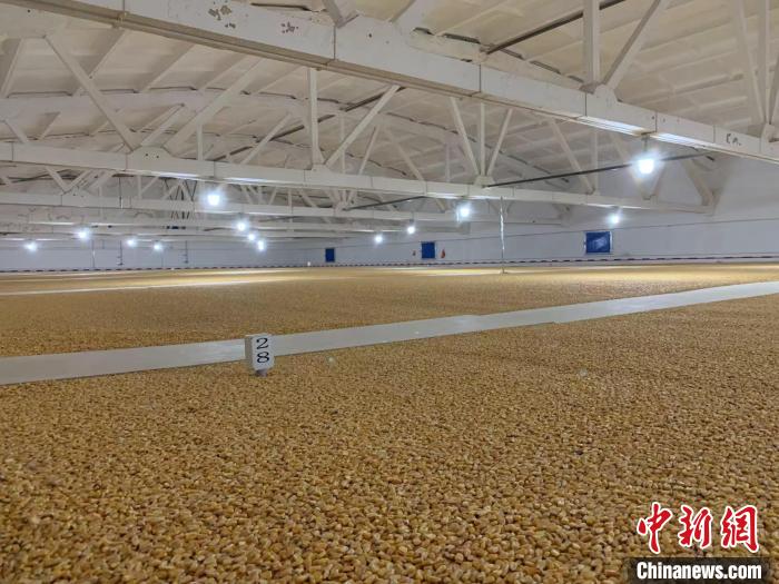 倉(cāng)內(nèi)清涼干爽、遍地金黃，上千平方米的糧食盡收眼底?！⊥趸萘?攝