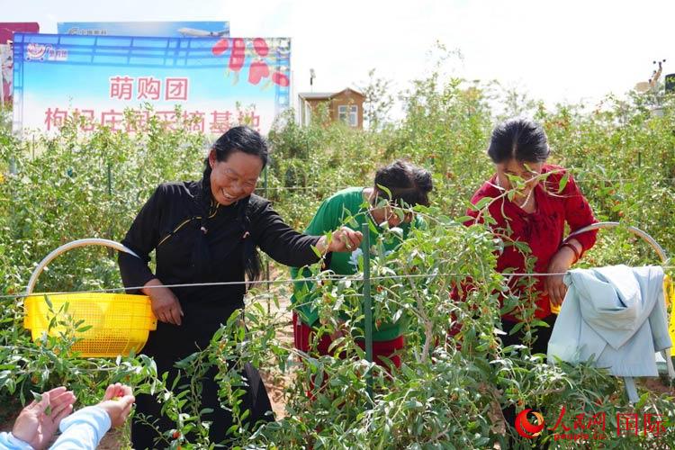 中寧縣來自西海固的移民大姐們一邊采摘新鮮枸杞一邊歌唱，笑由心生。人民網(wǎng)記者 何蒨攝