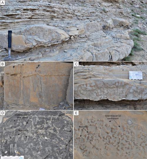 寒武系生物礁沉積模式示意圖?！∧瞎潘?供圖