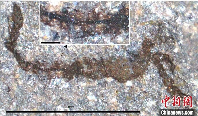 一個類似于寒武紀大附肢綱節(jié)肢動物Yohoia的新物種(圖片來自Joe Botting)。　施普林格·自然 供圖