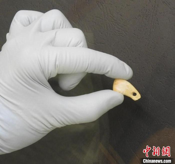 打孔鹿牙墜飾提取DNA后(圖片來自馬克斯·普朗克演化人類學研究所)?！∈┢樟指瘛ぷ匀?供圖