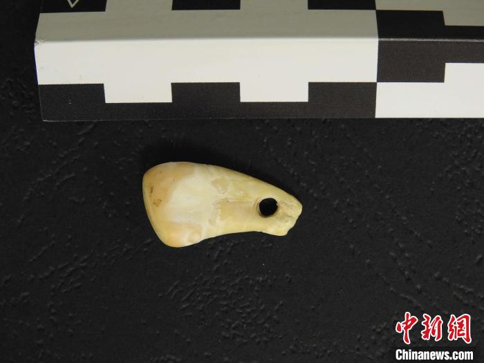 在南西伯利亞丹尼索瓦洞發(fā)現(xiàn)的打孔鹿牙墜飾(圖片來自馬克斯·普朗克演化人類學研究所)。　施普林格·自然 供圖