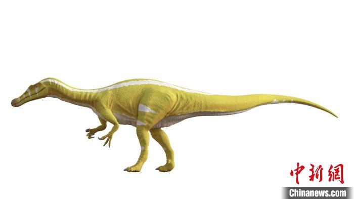 棘龍類新物種Protathlitis cinctorrensis(圖源Grup Guix)。　施普林格·自然 供圖