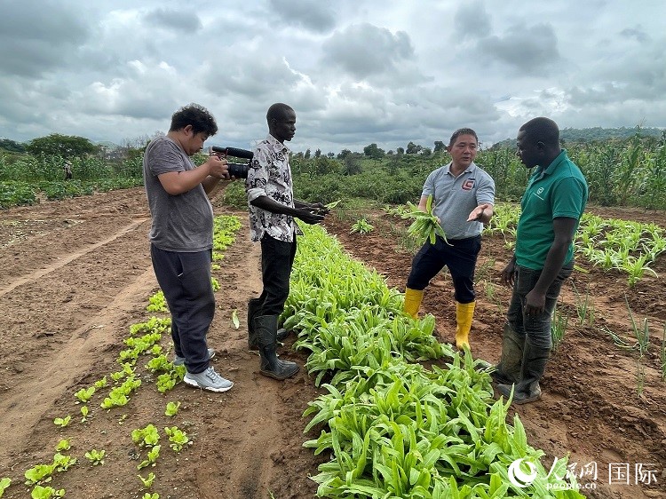 人民網(wǎng)記者走進(jìn)尼日利亞農(nóng)業(yè)技術(shù)示范中心。人民網(wǎng)記者 趙艷紅攝