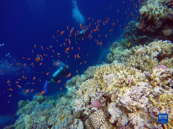  10月2日，人們在埃及西奈半島達(dá)哈布藍(lán)洞內(nèi)的珊瑚旁深潛。新華社記者 隋先凱 攝