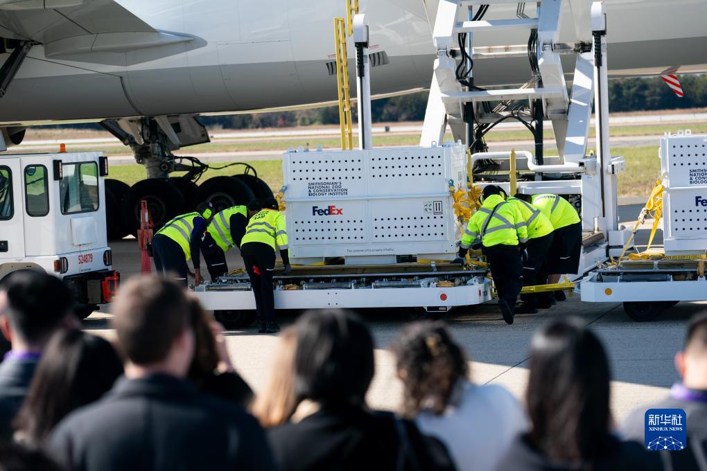 11月8日，在美國弗吉尼亞州的華盛頓杜勒斯國際機(jī)場(chǎng)，裝有大熊貓的特制“旅行包廂”準(zhǔn)備運(yùn)上專機(jī)。新華社記者劉杰攝