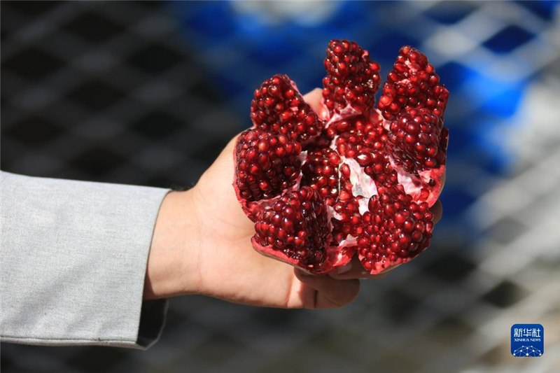 11月10日，在阿富汗首都喀布爾，商販展示產(chǎn)自阿富汗南部坎大哈省的石榴。新華社發(fā)（塞夫拉赫曼·薩菲攝）