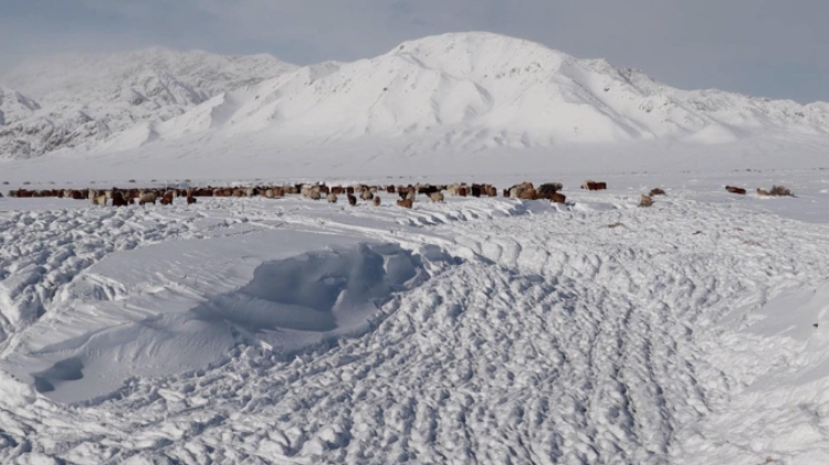 蒙古國(guó)近日發(fā)生雪災(zāi)。圖片來(lái)源：蒙政府網(wǎng)站