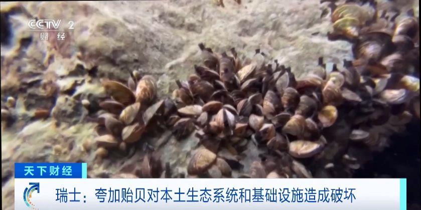 瑞士多個湖泊遭外來物種夸加貽貝入侵 生態(tài)系統與基礎設施遭破壞