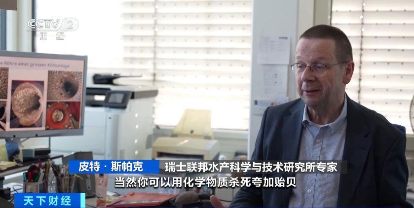 瑞士多個湖泊遭外來物種夸加貽貝入侵 生態(tài)系統與基礎設施遭破壞