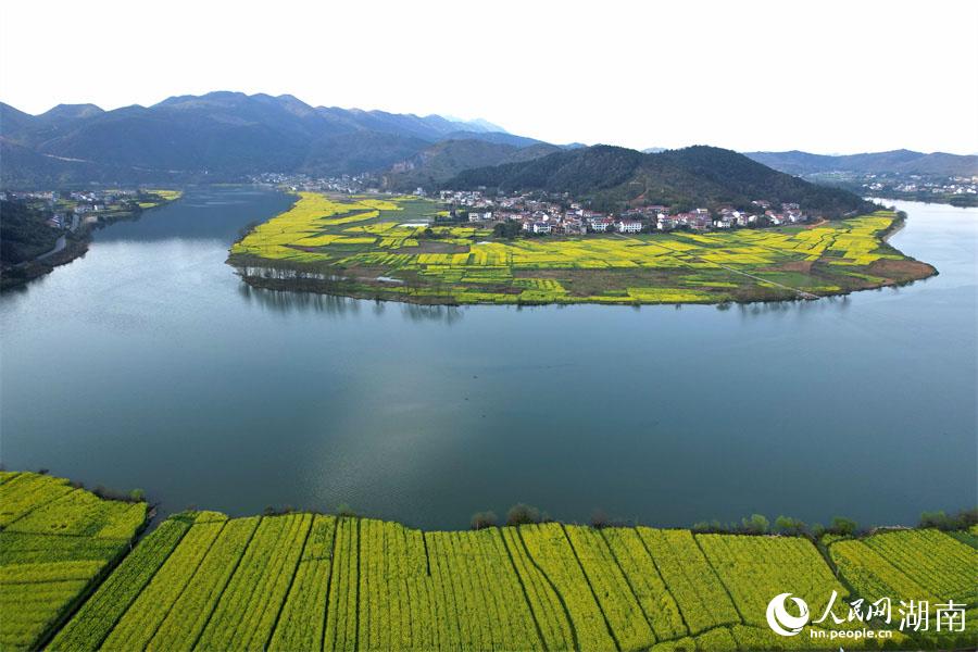 春江水暖，油菜花開。人民網(wǎng) 李芳森攝