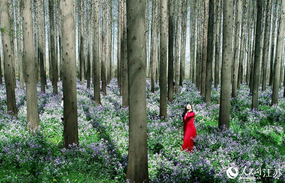 大地好像鋪上了夢幻般的地毯，分外迷人。陳義寶攝