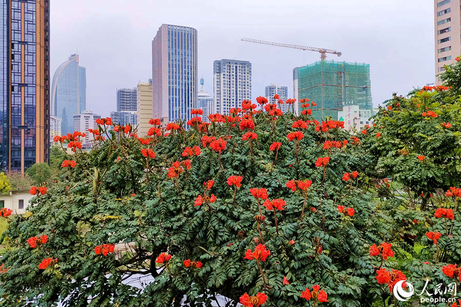 廈門火焰木進(jìn)入盛放期。人民網(wǎng) 陳博攝