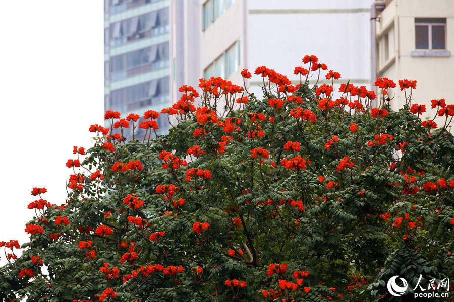 廈門市金榜公園旁的火焰木滿樹繁花。人民網(wǎng) 陳博攝