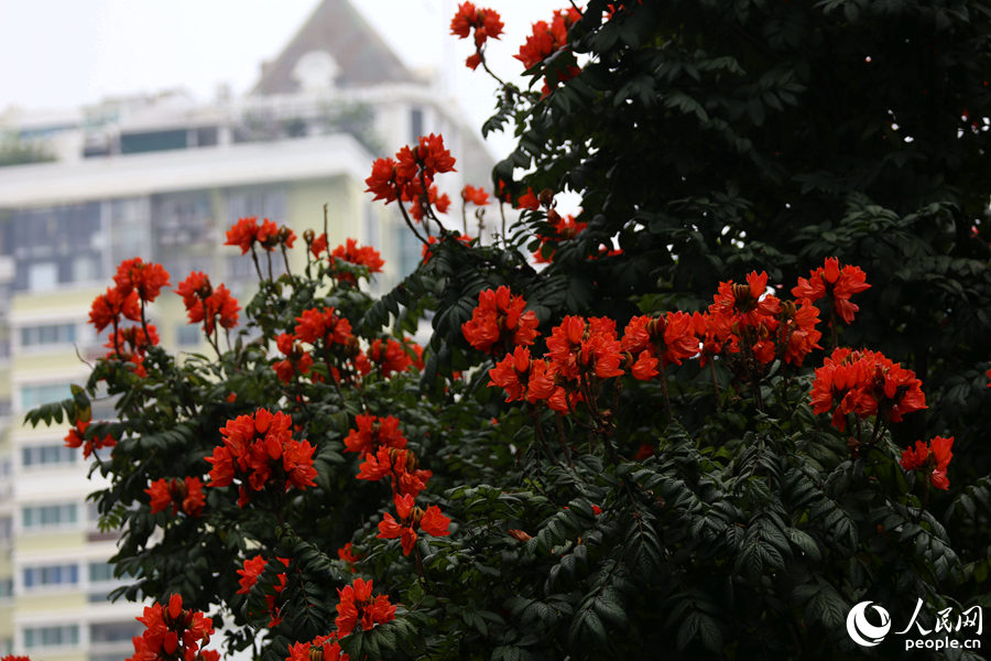 火焰木花朵遠(yuǎn)觀猶如燃燒的火。人民網(wǎng) 陳博攝