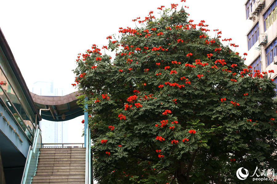 廈門市金榜公園BRT站旁的火焰木。人民網(wǎng) 陳博攝