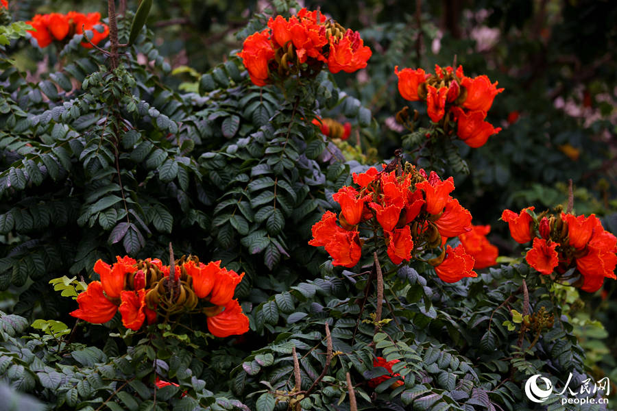 火焰木花朵聚成緊密的傘房式總狀花序。人民網(wǎng) 陳博攝