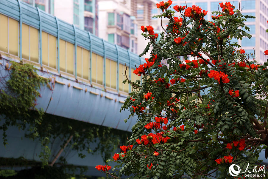 火焰木樹高10米以上，高度與BRT高架橋相當(dāng)。人民網(wǎng) 陳博攝