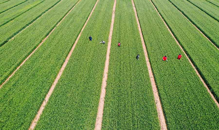 山東省鄒平市蔡家村高標(biāo)準(zhǔn)農(nóng)田，農(nóng)民在進(jìn)行去雜作業(yè)。