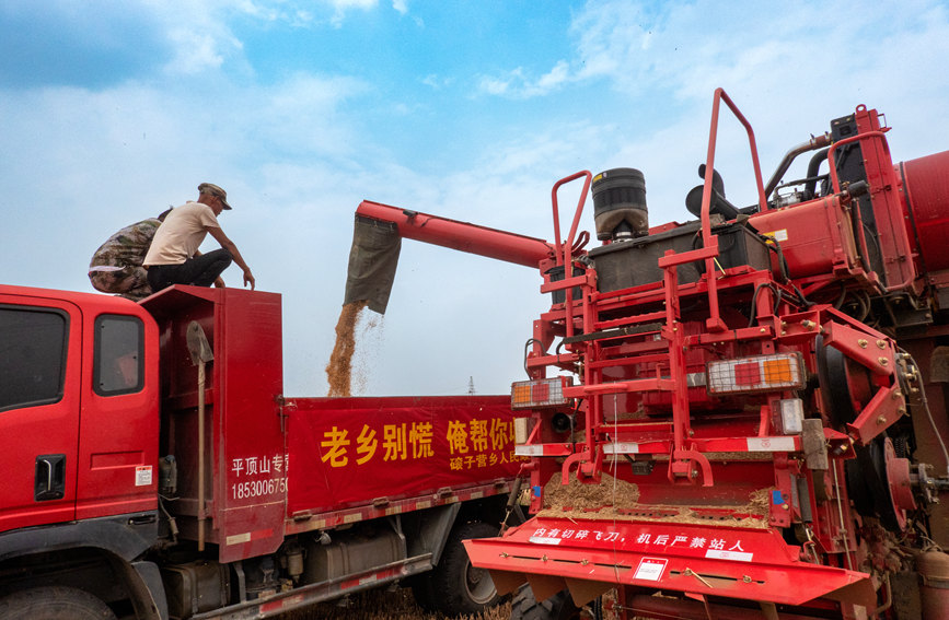 魯山縣組織多種形式的志愿隊伍，幫助困難群眾解決夏收夏種難題。葉全花攝