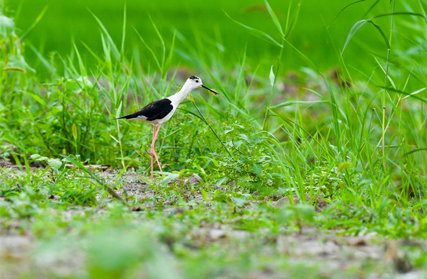 生態(tài)綠屏修復(fù)完成，吸引眾多野生動物在此棲息繁衍。翟鑫彬攝