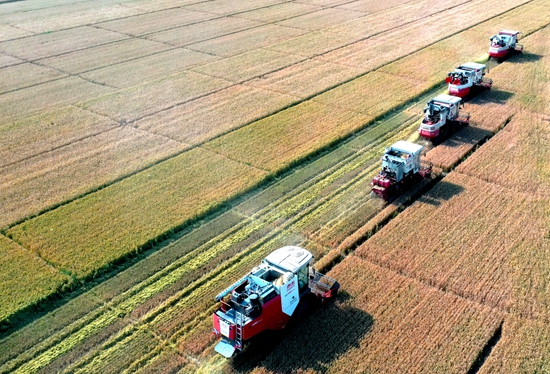 今年6月，河北省衡水市阜城縣碼頭鎮(zhèn)戈家墳村的麥田里，大型聯(lián)合收割機“組團(tuán)”作業(yè)。 苗鳳強攝