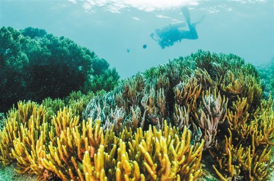 在三亞蜈支洲島附近海域，游客在體驗(yàn)海底美景。 本報(bào)記者 武威 通訊員 韋尚婷 攝