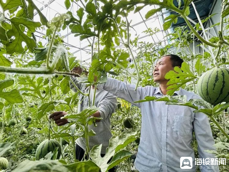 西瓜、藍莓、草莓上高原！山東濰坊援藏組因地制宜打造特色蔬菜發(fā)展中心