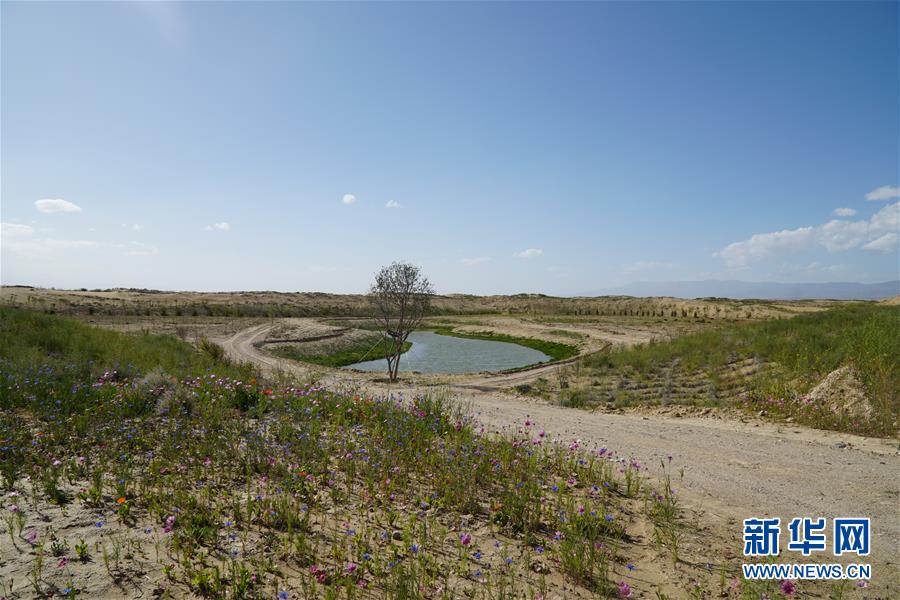 （決戰(zhàn)決勝脫貧攻堅(jiān)·圖文互動(dòng)）（4）高原鄉(xiāng)鎮(zhèn)沙珠玉 治沙斗貧成“綠海”——青海省共和縣沙珠玉鄉(xiāng)采訪見聞