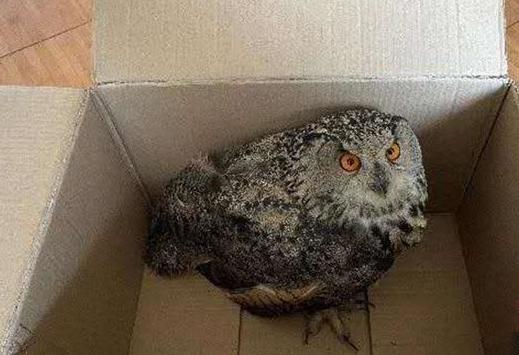 圖為青海省西寧市大通縣公安局森林警察大隊民警救助的國家二級保護野生動物——雕鸮?！∏嗪Ｊ」矎d森林警察總隊供圖 攝