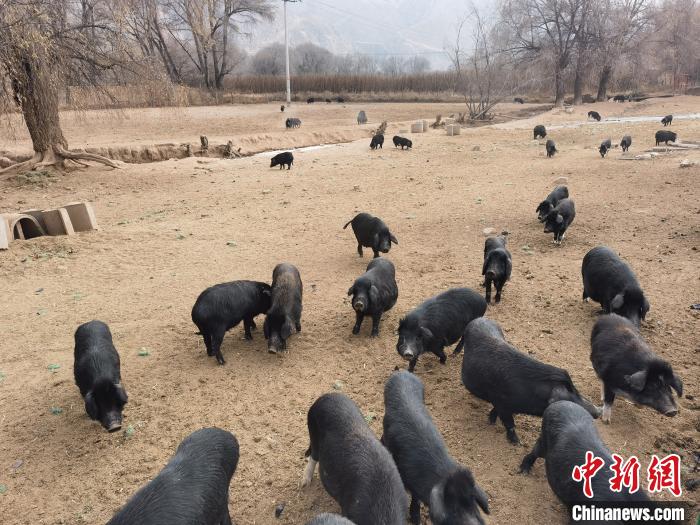 圖為藏香豬?！∑钤鲚?攝