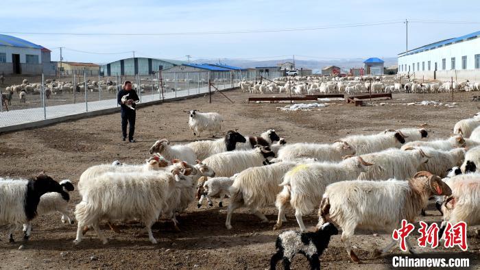 圖為馬金山查看羊羔長(zhǎng)勢(shì)。　李雋 攝