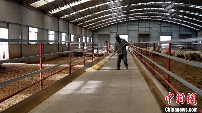 圖為放牧員扎布拉正在打掃羊棚衛(wèi)生。　李雋 攝