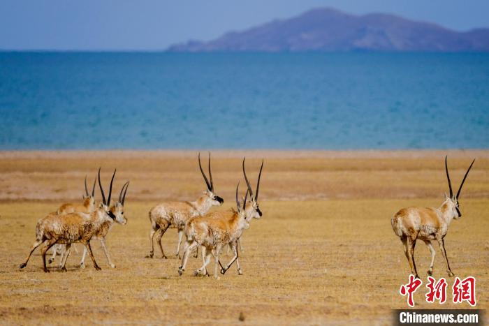 圖為西藏藏羚羊在色林錯(cuò)湖邊覓食，隨著保護(hù)措施的不斷加強(qiáng)，如今西藏藏羚羊種群數(shù)量獲得恢復(fù)性增長(zhǎng)?！〗w波 攝