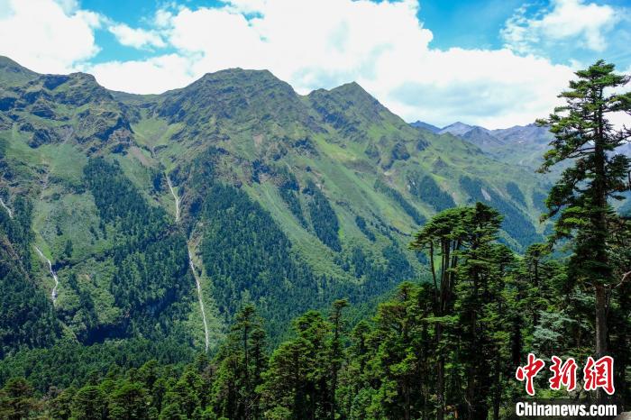 圖為西藏玉麥鄉(xiāng)森林資源。(資料圖) 江飛波 攝