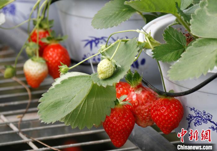 青?；ブ捍蛟烊珖畲蟾咴葺N苗繁育中心