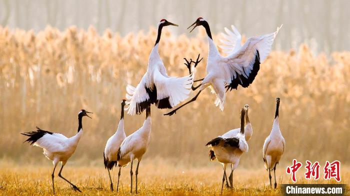 江蘇鹽城黃海濕地上的丹頂鶴?！←}城市委宣傳部供圖