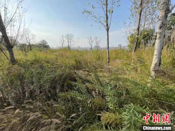 發(fā)現(xiàn)的加拿大一枝黃花?！畈?攝