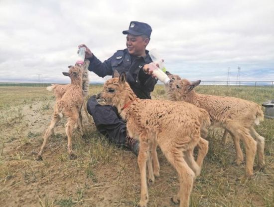 生命禁區(qū)的超級“奶爸”。