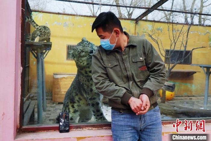 圖為雪豹“奶爸”史壽軍直播休息時與雪豹互動。　馬銘言 攝