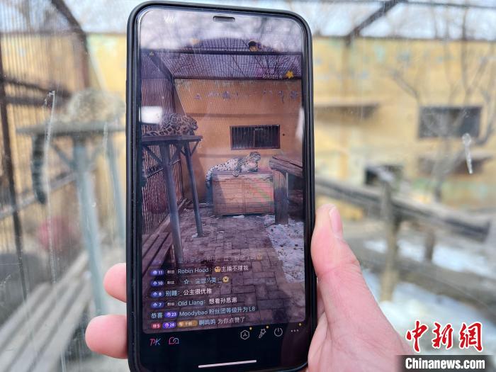 圖為雪豹“奶爸”史壽軍正在直播。　馬銘言 攝