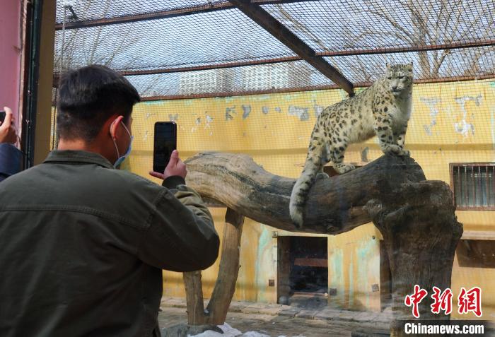 圖為雪豹“奶爸”史壽軍正在直播?！●R銘言 攝