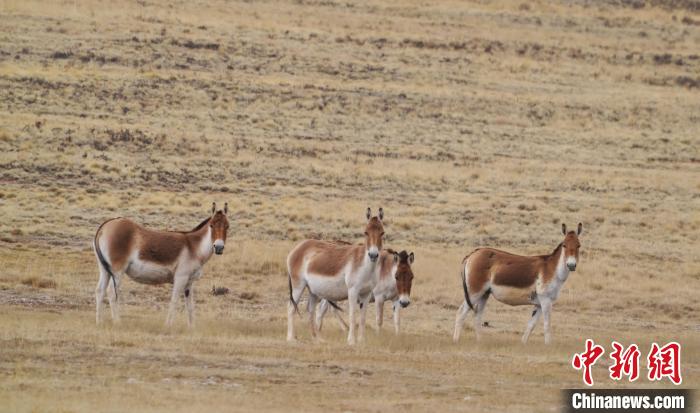 圖為草地上的西藏野驢?！“簿S斌 攝
