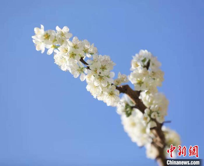 李花盛開?！『吻搴?攝