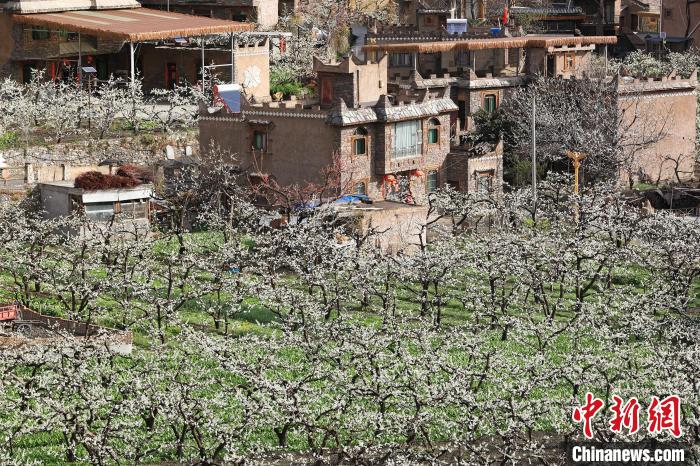 潔白的李花與村寨交相輝映，勾勒出一幅美麗的和諧生態(tài)畫卷?！『吻搴?攝
