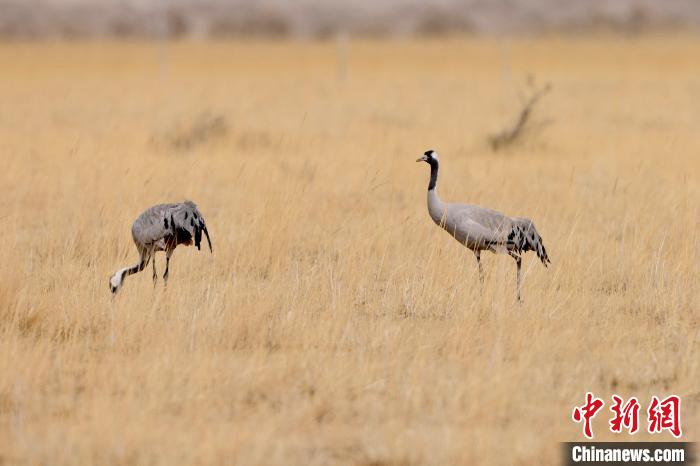 圖為灰鶴在青海海西蒙古族藏族自治州都蘭縣巴隆地區(qū)“閑庭漫步”?！?松太加 攝